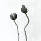 Pflanzenstcke2